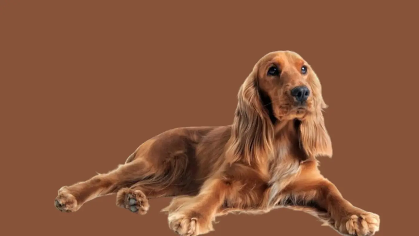 Historia cocker spaniel