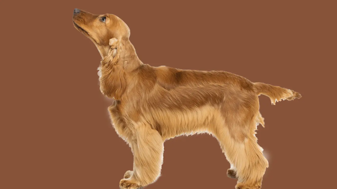 Cocker spaniel angielski