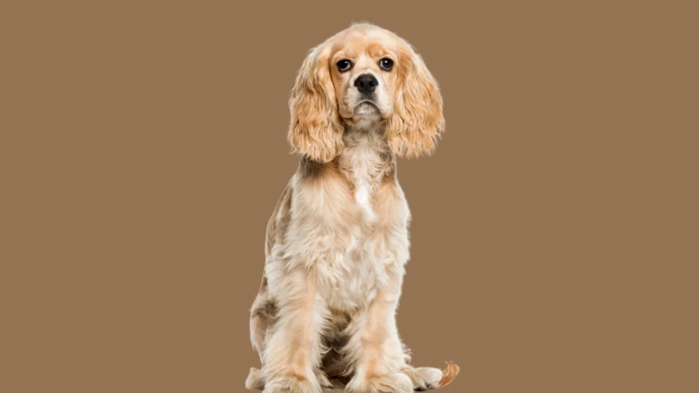 Cocker spaniel amerykański