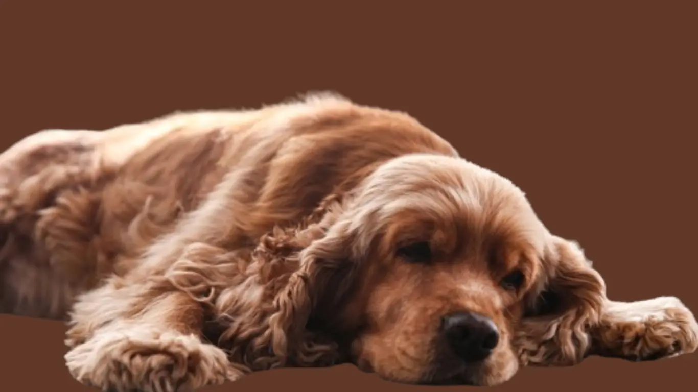 Zdrowie cocker spaniel